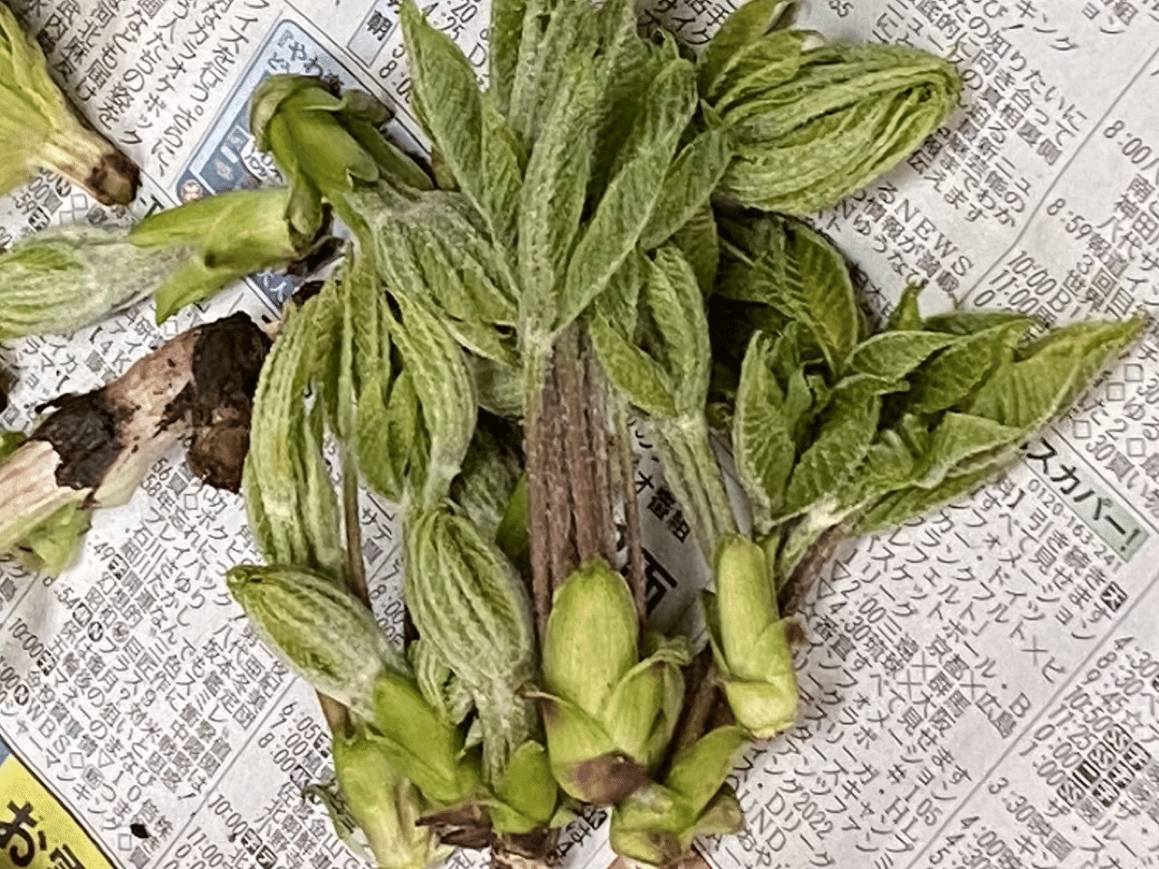 コシアブラ