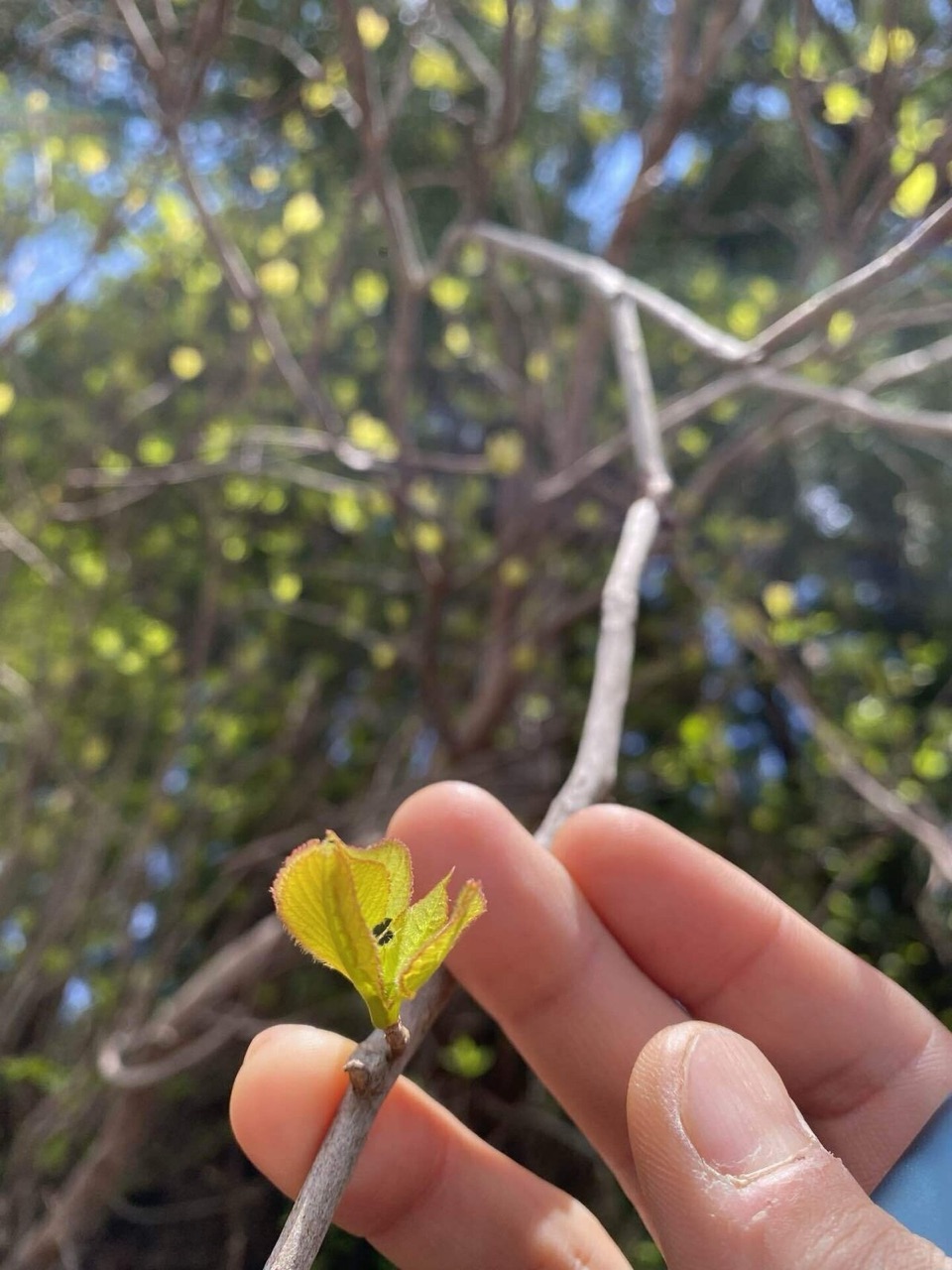 リョウブ